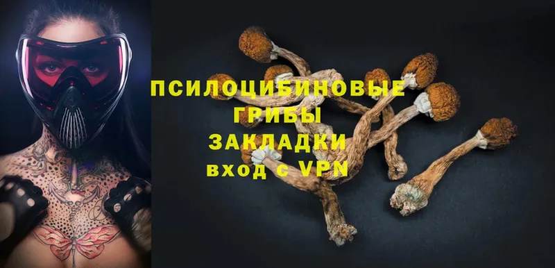 Галлюциногенные грибы Psilocybe  Горбатов 